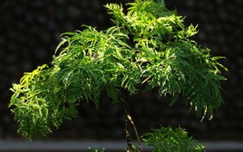 4 lý do vì sao nên trồng một cây đinh lăng ở cổng nhà