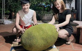 Xuất hiện quả mít 50kg ở Bắc Ninh, mỗi năm chỉ ra 1-2 quả, hương vị gây tò mò