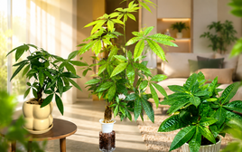 Vì sao nhiều người khuyên không nên trồng cây kim ngân trong nhà? 3 lý do phía sau khiến nhiều người ngỡ ngàng