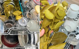 Viral mẹo cho nắm lá chanh vào máy rửa bát, lý do khiến nhiều người ngỡ ngàng