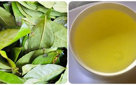 Điều gì sẽ xảy ra với cơ thể nếu bạn uống nước chè xanh mỗi ngày?