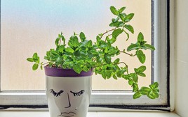 4 lý do vì sao nên trồng một chậu bạc hà bên cửa sổ