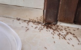 Kiến kéo cả đàn vào nhà báo điều gì?