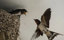 Chim làm tổ trong nhà là chuyện tốt hay xấu?