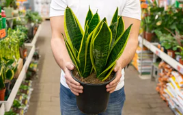 5 lý do vì sao nên trồng một cây lưỡi hổ trong nhà