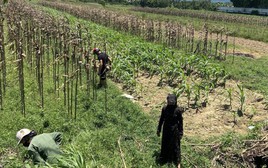Nghi bị rơi 1,8 cây vàng khi ngã xe, hơn 20 người tìm chưa thấy: Lời kể của gia đình