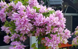 5 lý do nên trồng một cây hoa giấy trong nhà