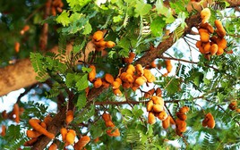 7 loại cây đừng trồng trong nhà: Dễ mang vận xui, có loại mang độc tính