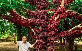 Cận cảnh cây đỏ trăm tuổi ở Đắk Lắk được công nhận là cây di sản Việt Nam