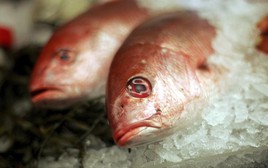 7 loại cá có hàm lượng thủy ngân cao bậc nhất