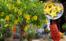 4 lý do khiến nhiều người ngày càng muốn trồng cây khế trong nhà