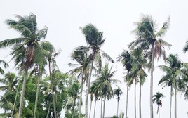 Chồng sát hại vợ rồi trèo lên ngọn dừa lẩn trốn