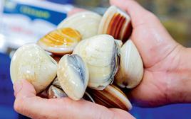 Chủ cửa hàng hải sản 30 năm nói thẳng: 4 kiểu ngao cho không cũng đừng lấy, ăn không ngon còn "rước bệnh vào thân"