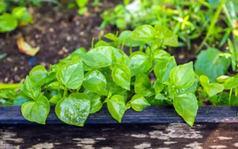 Loại rau người Việt từng coi là cỏ dại thế giới lại xem như thuốc quý, nhiều nơi bán đắt hơn thịt