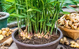 Lời khuyên đến tất cả các gia đình đang trồng gừng