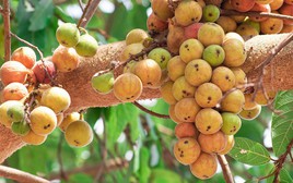 5 lý do vì sao gia đình nào cũng nên trồng 1 cây sung trước cửa nhà