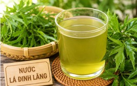 Ai không nên uống nước lá đinh lăng?