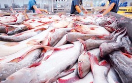 Loại "cá tỷ đô" của Việt Nam được Trung Quốc tăng mua 66,8%: Nguồn protein nạc dồi dào, tốt từ tim tới não, xương khớp
