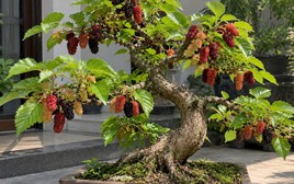 Vì sao người xưa kiêng cây dâu tằm, nhưng ngày nay nhiều người lại đưa vào nhà làm bonsai?