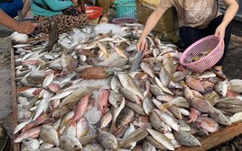 Không phải cá hồi, đây mới là 4 loại cá “tốt nhất cho sức khỏe” theo chuyên gia Mỹ: Việt Nam rất nhiều