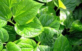 4 lý do nên trồng cây lá lốt trong nhà