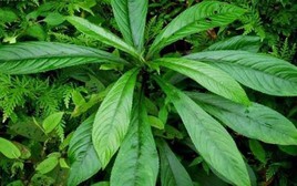4 lời khuyên đến các gia đình đang trồng cây xương sông
