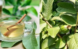 Bác sĩ Bạch Mai gửi lời đến tất cả bệnh nhân tiểu đường đang uống nước lá ổi