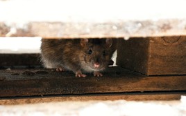 2 mùi chuột rất ghét, nhiều nhà đã có sẵn: Chuyên gia chỉ cách dùng đúng