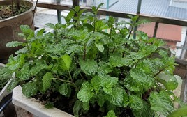 Lời khuyên đến tất cả các gia đình đang trồng cây bạc hà