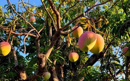 Lời khuyên đến tất cả các gia đình đang trồng cây xoài