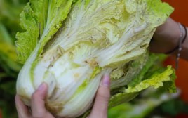 Lời khuyên cho các gia đình hay để rau trong tủ lạnh