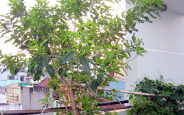 4 lý do vì sao nên trồng 1 cây lá vối trong nhà