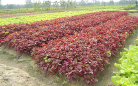 Việt Nam có loại rau nhiều sắt hơn thịt bò, được Trung Quốc quý như “vàng”: Tốt cho gan, bảo vệ tim