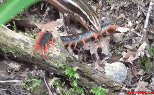 Video: Bất ngờ chạm trán thằn lằn bóng, rết khổng lồ bị nuốt chửng