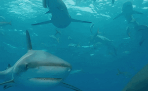 Kịch bản kinh hoàng với 500.000 con cá mập liên quan đến một số loại vắc xin Covid-19