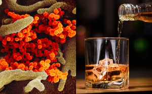 Uống rượu có giết chết vi trùng trong cơ thể?