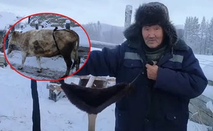 Bác nông dân Nga tự chế bikini để đàn bò chống chọi cái lạnh -50 độ C