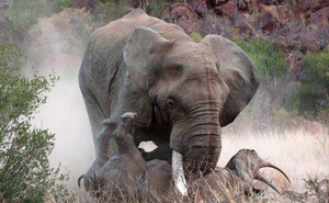 Định giữ vũng nước làm của riêng, tê giác bị voi ủi cho 'lên bờ xuống ruộng'