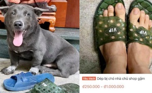 Đôi dép bị chú chó idol Nguyễn Văn Dúi gặm nham nhở bất ngờ được rao bán online, nhìn số lượng hàng được bán ra mà choáng!