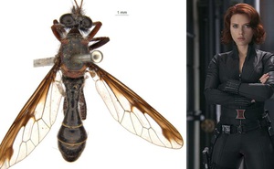 Phát hiện 5 loài ruồi sát thủ mới, đặt tên theo Vũ trụ Điện ảnh Marvel