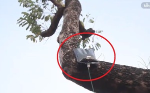 Video: Gắn túi truyền dịch để cứu cây sưa đỏ quý hiếm đang dần chết khô