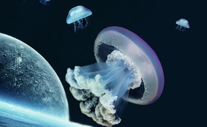 NASA đưa 2.487 con sứa vào không gian: Chúng sinh sản rất thành công nhưng lại có điều bất thường