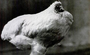 Cuộc đời kỳ lạ của con gà không đầu