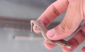 5 mẹo đuổi thạch sùng sạch bách, không lo phiền toái