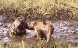 Clip: Tử chiến nhím trong vũng bùn, chó Pitbull bị gai găm đầy mặt