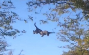 Clip: Báo đốm suýt chết vì… “đói quá hóa liều”
