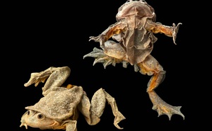 "Ếch bìu"! Loài ếch khổng lồ Peru đang bị đe dọa nghiêm trọng và chỉ sống ở hồ Titicaca ở biên giới Bolivia và Peru
