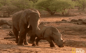 Màn kịch chiến nảy lửa giữa voi và tê giác