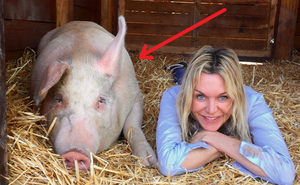 Cô gái đến trang trại giải cứu 1 chú lợn con, 5 năm sau sững sờ vì nó tự biết đem tiền về