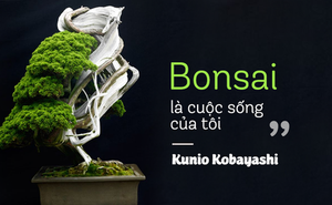 Top 10 cây Bonsai đẹp nhất thế giới
